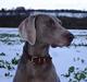 Weimaraner Kiwi