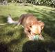 Golden retriever Zille