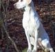 Labrador retriever Lucky Labrador's Gaby