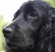 Cocker spaniel Bea