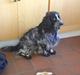 Field spaniel Monti