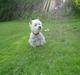 West highland white terrier Bess of white Roses