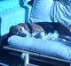 Beagle Tilde