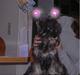 Dvaergschnauzer Klondaikes Holly