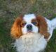 Cavalier king charles spaniel Cavakings tjess