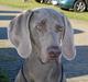 Weimaraner SIFKA