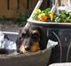 Gravhund Truska