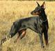 Dobermann Vega (Duna) *omplaceret*