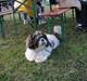 Lhasa apso Mille