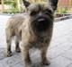 Cairn terrier Muffy