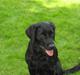 Labrador retriever Bina skath <3