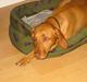 Vizsla Ikki