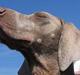 Weimaraner HOT SHOOT´S DITTO HD-A