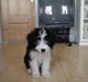 Bearded collie Igor´s Black Nanna