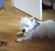 West highland white terrier King