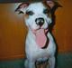 Blanding af racer *Bella*(Mus). R.I.P