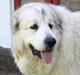 Pyreneerhund Ivanhoe`s Lady