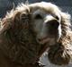 Blanding af racer ROCKERSPANIEL COCK-PIT 