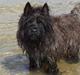 Cairn terrier Victor
