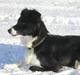 Border collie Eisse's Bold Blackie