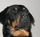 Rottweiler Balder