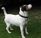 Jack russell terrier Mik
