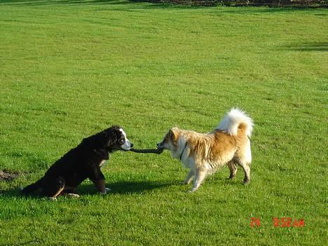 Berner sennenhund Sui - Hæhæ! Når jeg sidder på min tykke r.. er jeg stærkest! billede 5