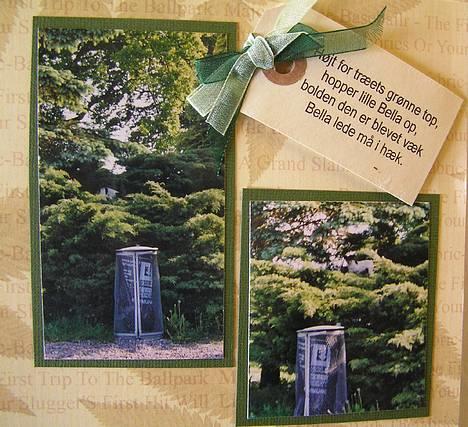 Dansk svensk gaardhund Bella *Himmelhund* - Fra min Bella-scrapbog. Her klatrer bella i et træ for at lede efter hendes tennisbold. Hun var MEGET boldfikseret. billede 4