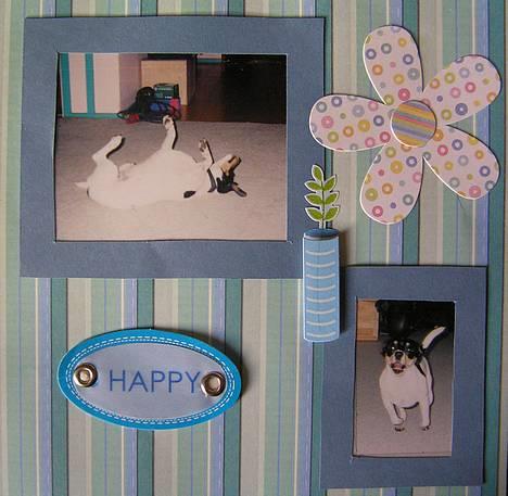 Dansk svensk gaardhund Bella *Himmelhund* - Fra min bella-scrapbog. På det øverste billede laver hun et af sine mange triks, "rulle rundt". På det nederste leger vi løbeleg. billede 8