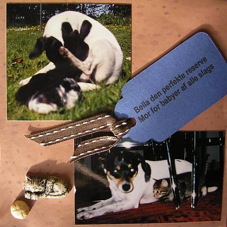 Dansk svensk gaardhund Bella *Himmelhund* - Fra min bella-scrapbog. Her passer Balle både vores kaninunger og vores kattekillinger. Hun var den perfekte reservemor. billede 7