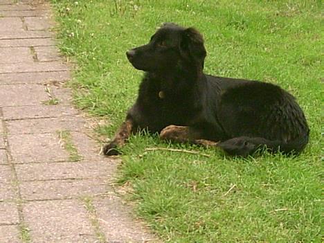 Blanding af racer Baloo billede 6