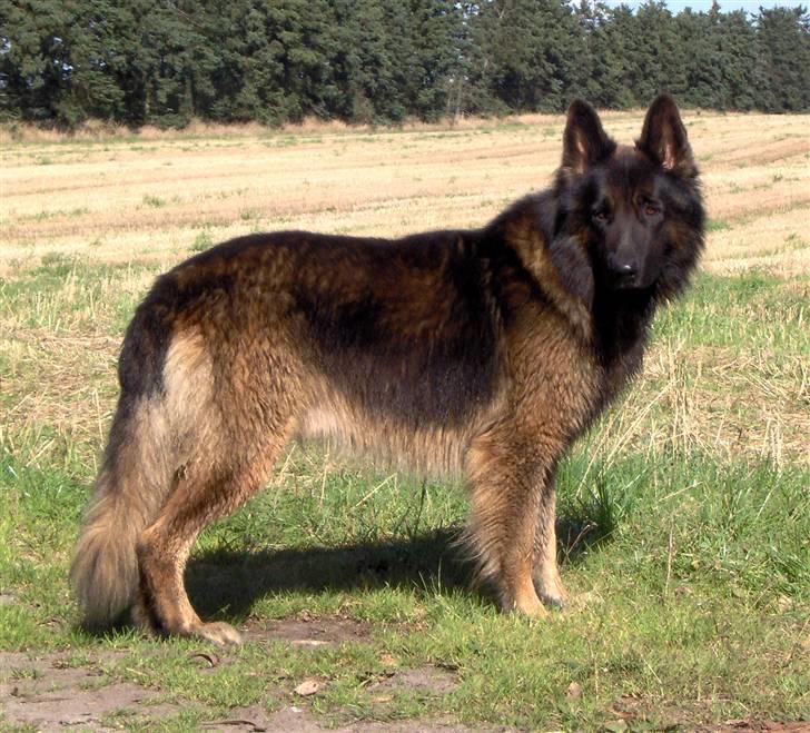 Schæferhund Buster *på de evige enge* - Ohla ;-) billede 1