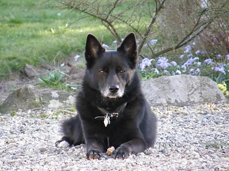 Blanding af racer Sully  *R.I.P.* - Min smukke bamse billede 1