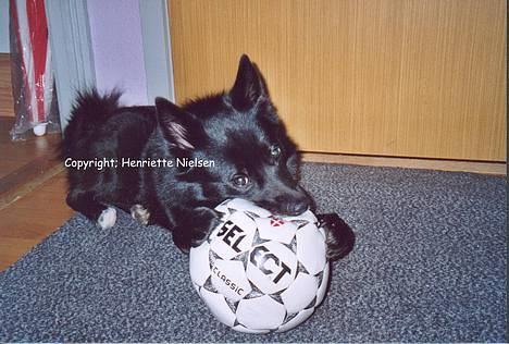 Blanding af racer Sully  *R.I.P.* - Miiin bold!! ;o) billede 2