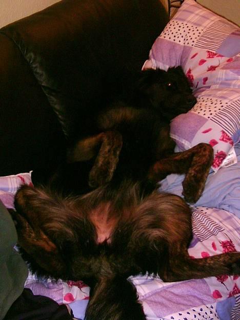 Blanding af racer Baloo billede 7