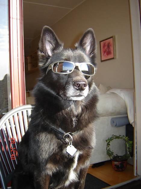 Blanding af racer Sully  *R.I.P.* - "Er jeg ikke bare sej?!!" billede 3