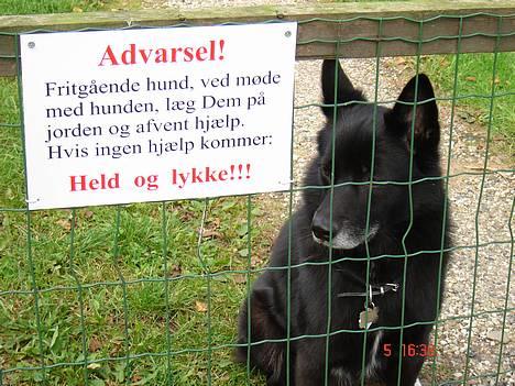 Blanding af racer Sully  *R.I.P.* - Hehe billede 4