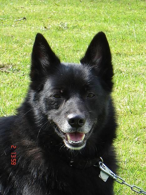 Blanding af racer Sully  *R.I.P.* billede 5