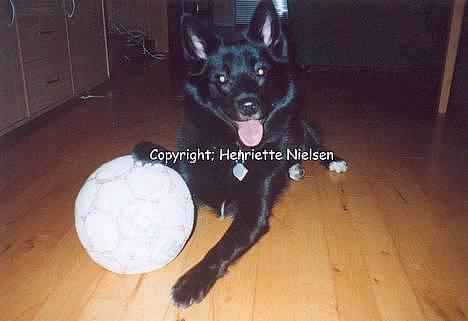 Blanding af racer Sully  *R.I.P.* - Han elsker fodbolde billede 6