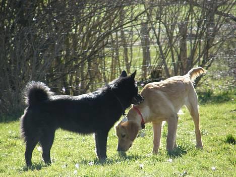 Blanding af racer Sully  *R.I.P.* - Sully & Sif billede 7