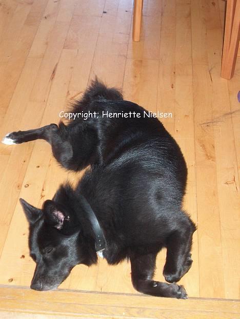 Blanding af racer Sully  *R.I.P.* - En lidt mærkelig måde at ligge på.. *ss* billede 8