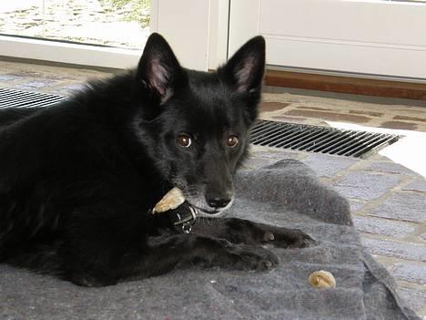 Blanding af racer Sully  *R.I.P.* - "Mmmm kødben!!" billede 9