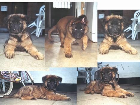 Schæferhund Buster *på de evige enge* - Masser af hvalpebilleder... billede 2