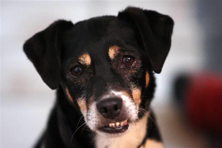 Dansk svensk gaardhund King - Min søde King <3 billede 1