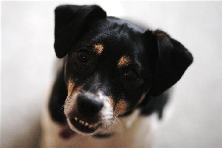 Dansk svensk gaardhund King - King (9 år) billede 2