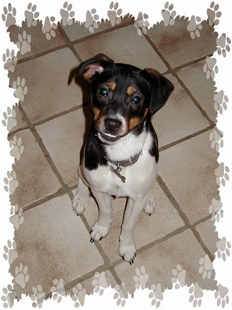 Dansk svensk gaardhund King - King med sit charmerende lille underbid :) (1 år) billede 3