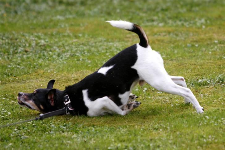 Dansk svensk gaardhund King - Kings yndlingsbeskæftigelse! Bedste underlag: Græs, sne og ægte tæpper :) (9 år) billede 5