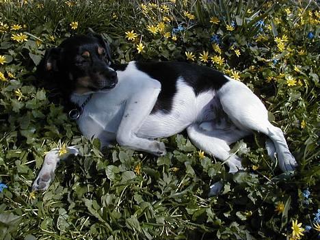 Dansk svensk gaardhund King - King hygger sig i det bløde græs (2 år) billede 6