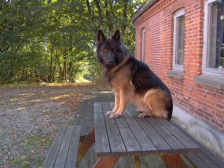 Schæferhund Buster *på de evige enge* billede 3