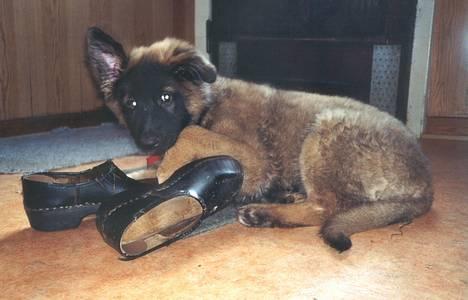 Schæferhund Buster *på de evige enge* - æde, æde, gnave, gnave, det er bare dejligt! :-D billede 4